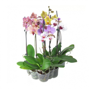 Орхидея фаленопсис микс 1 стрелка d12 см h50 см
