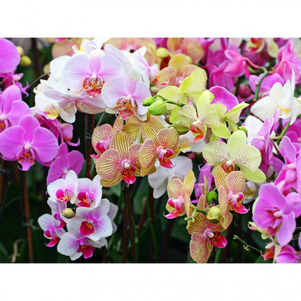 Орхидея фаленопсис микс 1 стрелка d12 см h50 см от магазина ЛесКонПром.ру